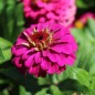 Preview: Zwerg-Zinnie Lilliputek pink (Samen)
