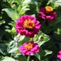 Preview: Zwerg-Zinnie Lilliputek pink (Samen)