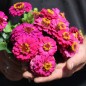 Preview: Zwerg-Zinnie Lilliputek pink (Samen)