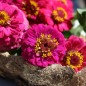 Preview: Zwerg-Zinnie Lilliputek pink (Samen)