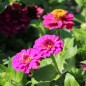 Preview: Zwerg-Zinnie Lilliputek pink (Samen)