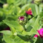 Preview: Zwerg-Zinnie Lilliputek pink (Samen)