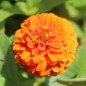 Preview: Zwerg-Zinnie Orange (Samen)