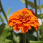 Preview: Zwerg-Zinnie Orange (Samen)