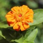 Preview: Zwerg-Zinnie Orange (Samen)
