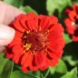 Preview: Zwerg-Zinnie Scarlet Red (Samen)