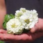 Preview: Zwerg-Zinnie White (Samen)