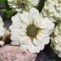 Preview: Zwerg-Zinnie White (Samen)