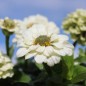 Preview: Zwerg-Zinnie White (Samen)