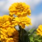 Preview: Zwerg-Zinnie Yellow (Samen)