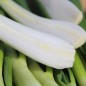 Preview: Zwiebel Babosa (Samen)