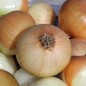Preview: Zwiebel Babosa (Samen)