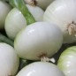 Preview: Silberzwiebel Barletta (Samen)