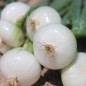 Preview: Silberzwiebel Barletta (Samen)