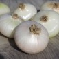 Preview: Zwiebel Bianca de Maggio (Samen)
