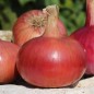 Preview: Neu! Zwiebel Bronzé d’Amposta (Samen)