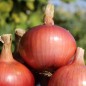 Preview: Neu! Zwiebel Bronzé d’Amposta (Samen)