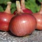 Preview: Neu! Zwiebel Bronzé d’Amposta (Samen)