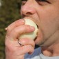 Preview: Zwiebel Cénol Type Jaune des Cévennes (Samen)