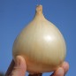 Preview: Zwiebel Cénol Type Jaune des Cévennes (Samen)