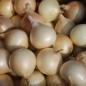 Preview: Zwiebel Cénol Type Jaune des Cévennes (Samen)