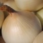 Preview: Zwiebel Cénol Type Jaune des Cévennes (Samen)