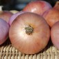 Preview: Zwiebel Colorada de Figueras (Samen)