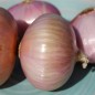 Preview: Zwiebel Colorada de Figueras (Samen)