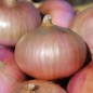 Preview: Zwiebel Colorada de Figueras (Samen)