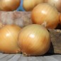 Preview: Zwiebel Dulce de Fuentes (Samen)