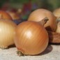 Preview: Zwiebel Dulce de Fuentes (Samen)