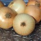 Preview: Zwiebel Dulce de Fuentes (Samen)
