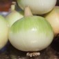 Preview: Zwiebel Globo (Samen)
