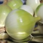Preview: Zwiebel Globo (Samen)