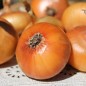 Preview: Zwiebel Jaune Paille des Vertus (Samen)