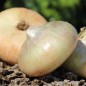 Preview: Zwiebel Jaune doux de Lézignan (Samen)
