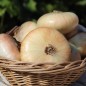 Preview: Zwiebel Jaune doux de Lézignan (Samen)