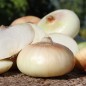 Preview: Zwiebel Jaune doux de Lézignan (Samen)