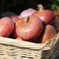 Preview: Zwiebel Montorese (Samen)