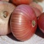 Preview: Zwiebel Montorese (Samen)
