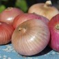 Preview: Zwiebel Montorese (Samen)
