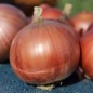 Preview: Zwiebel Morada de Amposta (Samen)