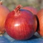Preview: Zwiebel Morada de Amposta (Samen)