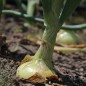 Preview: Zwiebel Jaune Paille des Vertus (Samen)