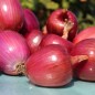 Preview: Zwiebel Ramata Rossa (Samen)
