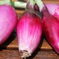 Preview: Zwiebel Rossa Lunga di Firenze  (Samen)