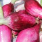 Preview: Zwiebel Rossa Lunga di Firenze  (Samen)