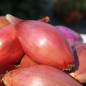 Preview: Zwiebel Rossa Lunga di Firenze  (Samen)