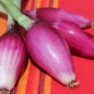 Preview: Zwiebel Rossa Lunga di Firenze  (Samen)