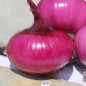 Preview: Zwiebel Rossa Piatta d’Italia (Samen)